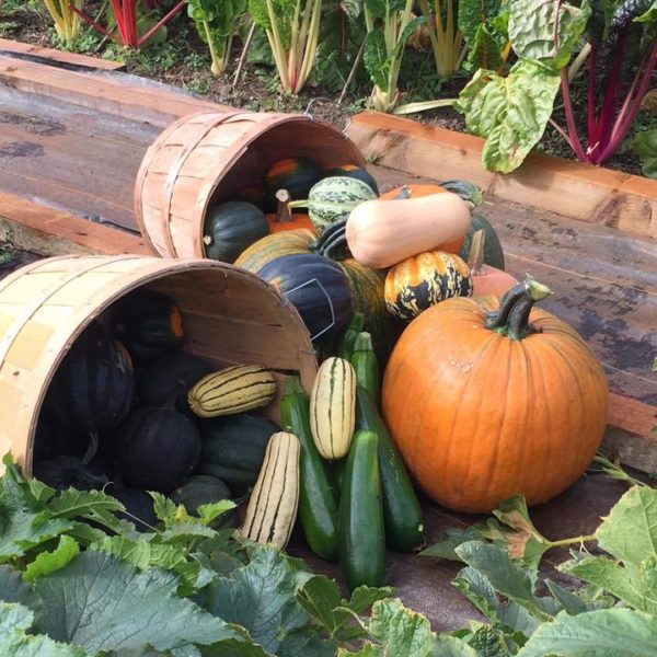 Gorgeous Fall produce from Masaya Farm