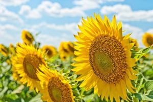 Sunflower Cover